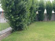 Top Gobernador Gregores