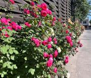 Квартира з терасою та коконом з видом на світанок