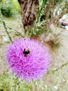 Top Palaios Panteleimon