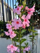 Vesper Luxury Apartment