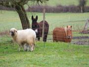 Chambre familiale proche du PAL -Cardamome-