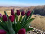 Top Majdan Abramowski