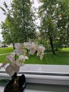 Trumpalaikė butų nuoma Kaune prie Klinikų STUDIJA B SELF CHECK IN