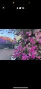 Top Rosewater