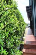 Top Chon Buri