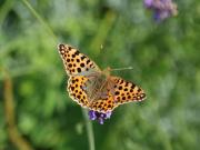 Mobile Home im Ferienpark mit Seezugang