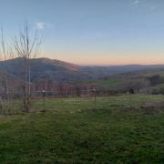 Top Linares