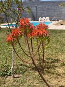 Top San Agustín de Valle Fértil
