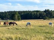 Top Adelsö
