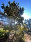 Top Alishan