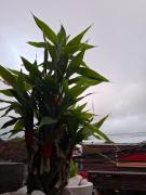 Top Legian