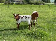 Pine Grove Scenic View Unforgettable Love Getaway