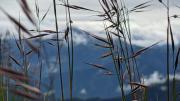 Top Nainital
