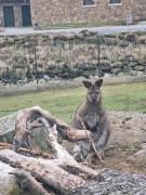 Top Kašperské Hory