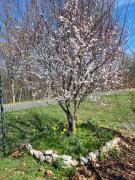 Top Ban-sur-Meurthe-Clefcy