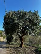 Top Diano San Pietro