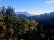 Top Choacorral