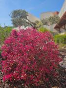 Top Mandelieu La Napoule