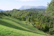 Top Montefortino