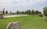 Top Pescia Romana