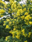 Top Cavalaire-sur-Mer