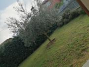 Top Calosso