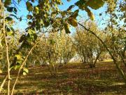 Top Farigliano