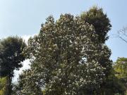 Top Darjeeling