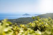 Top Poggio