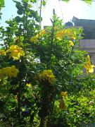 Top Mangalore