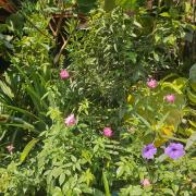 Champa Phan Boutique Hotel