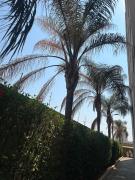 Top Franca