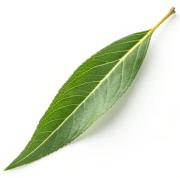 Top Vlorë