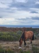 Top Punta Arenas