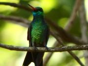 Top Gobernador Virasoro