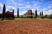 Top Todi