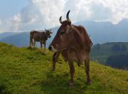 Top Appenzell