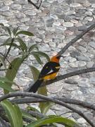 Top Santa Cruz Huatulco