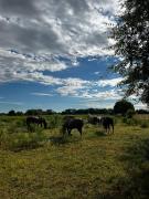 Top San Antonio de Areco