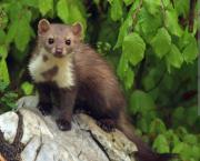 Top Zgornje Jezersko