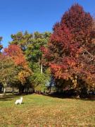 Appartement proximité lac Soustons