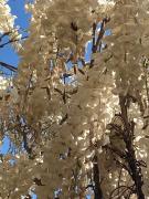 Top Oleggio Castello