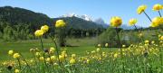 Top Krün