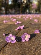 Fiesta Americana Reforma