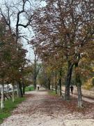 Top Treviso