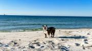 Top Gulf Shores