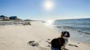 Top Gulf Shores