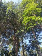 Top Mananthavady