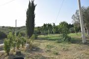 Top Giarratana