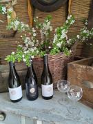 Top Moravská Nová Ves